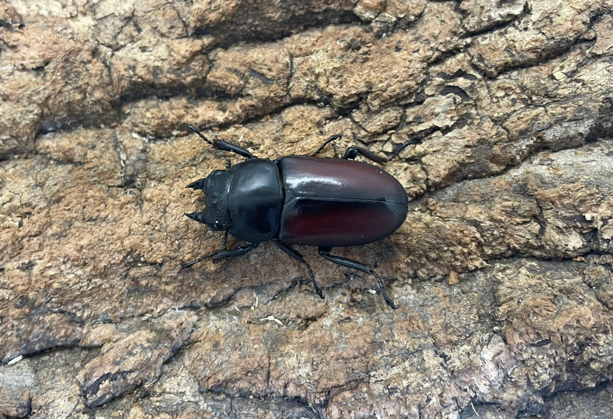 ドンキエールコクワガタ