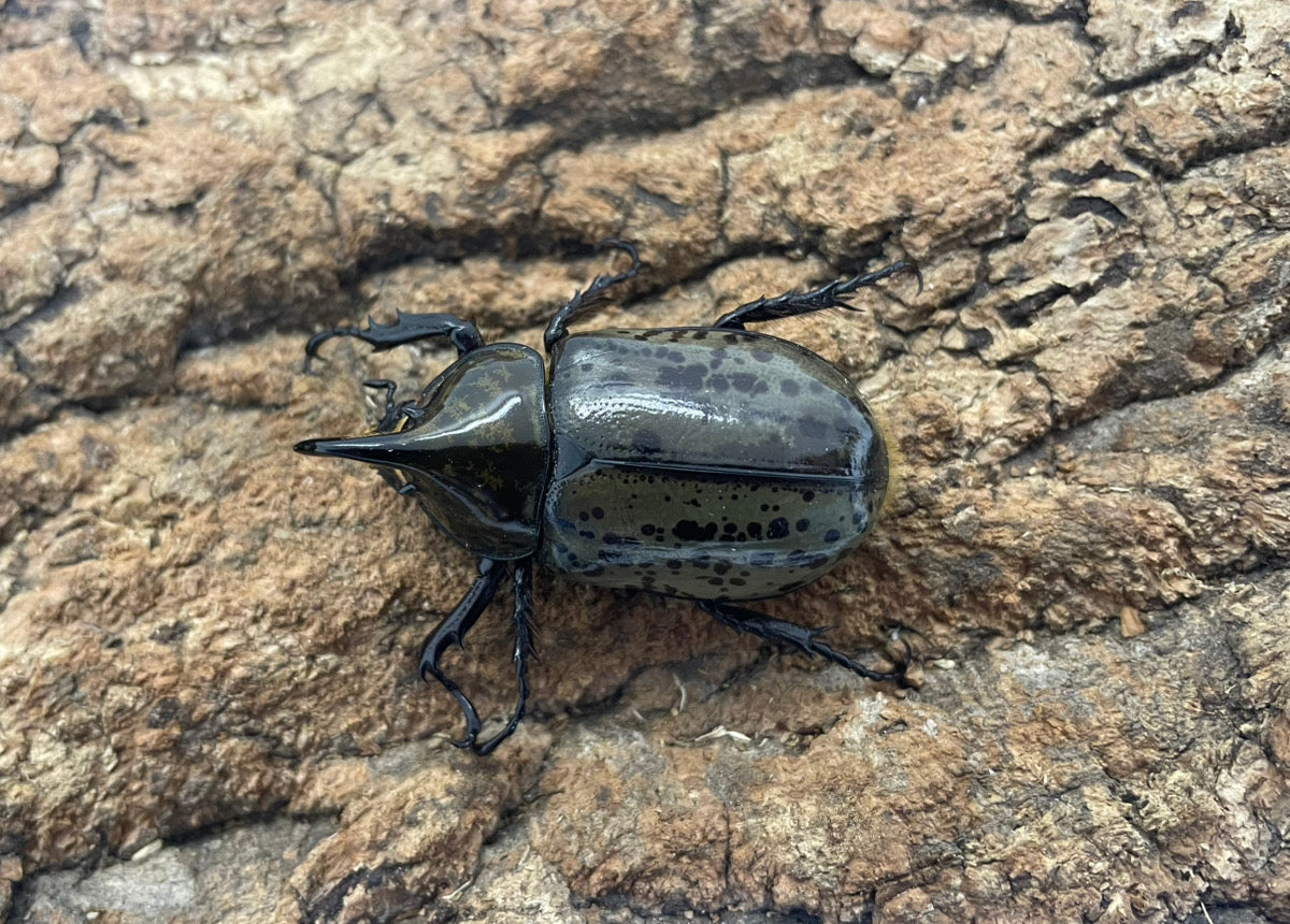 ティティウスシロカブト