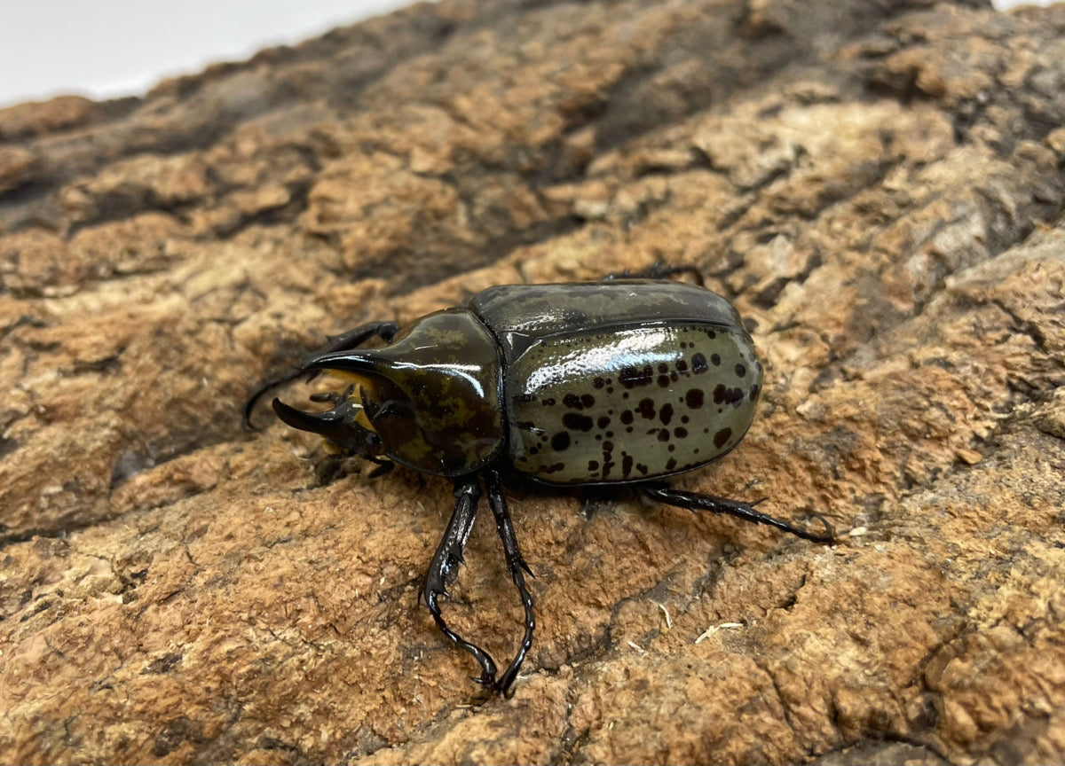 ティティウスシロカブト