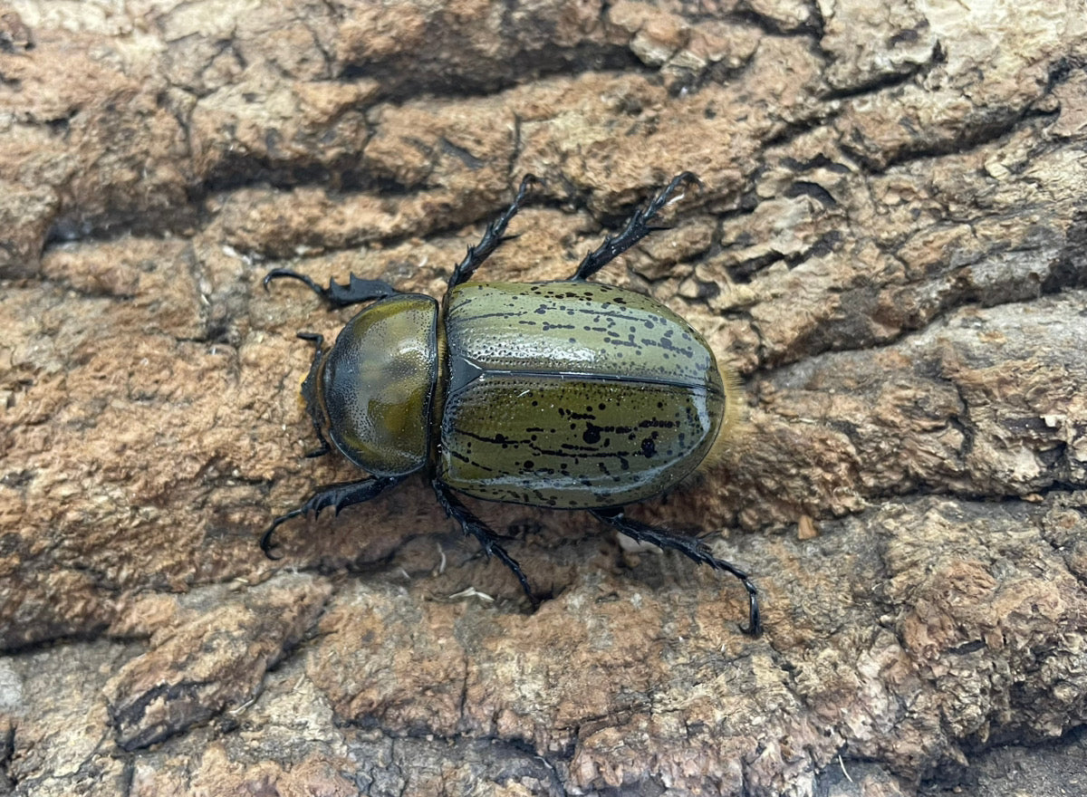 ティティウスシロカブト