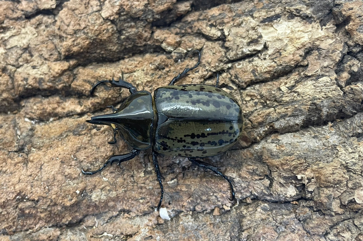 ティティウスシロカブト