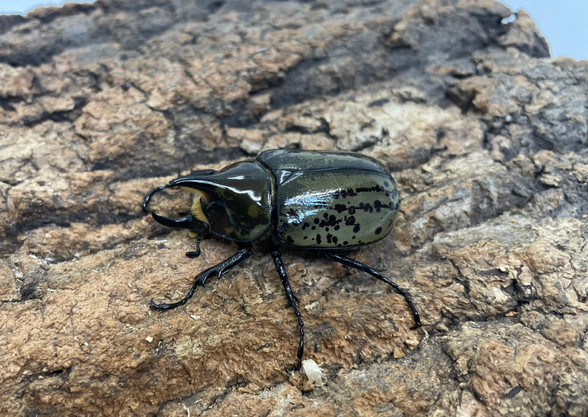 ティティウスシロカブト