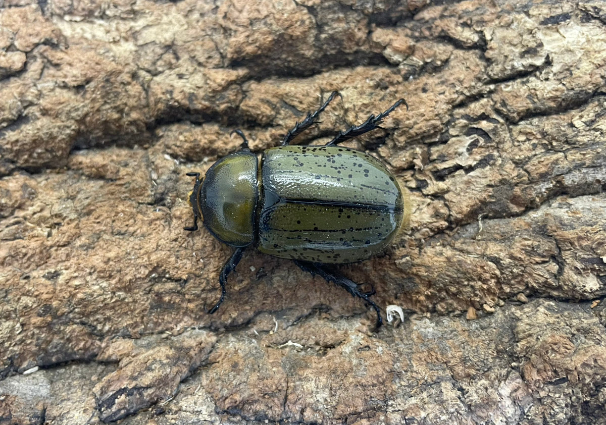 ティティウスシロカブト