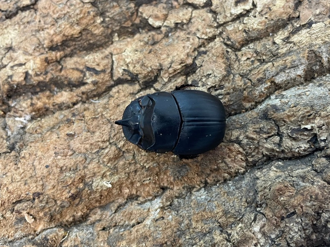 奇蟲・その他 – INSECT SHOP KMY
