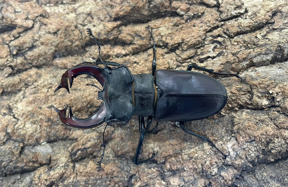 ヨーロッパミヤマクワガタ(ケルブス）