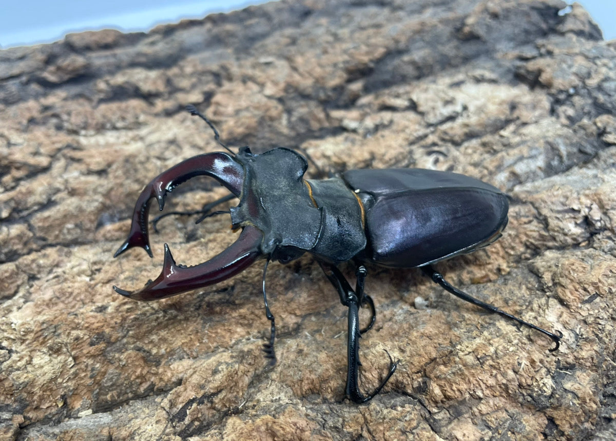 ヨーロッパミヤマクワガタ(ケルブス）