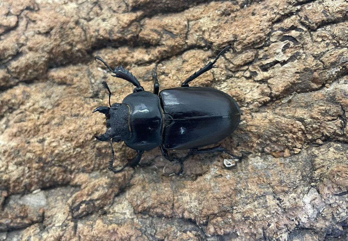 ヨーロッパミヤマクワガタ(ケルブス）