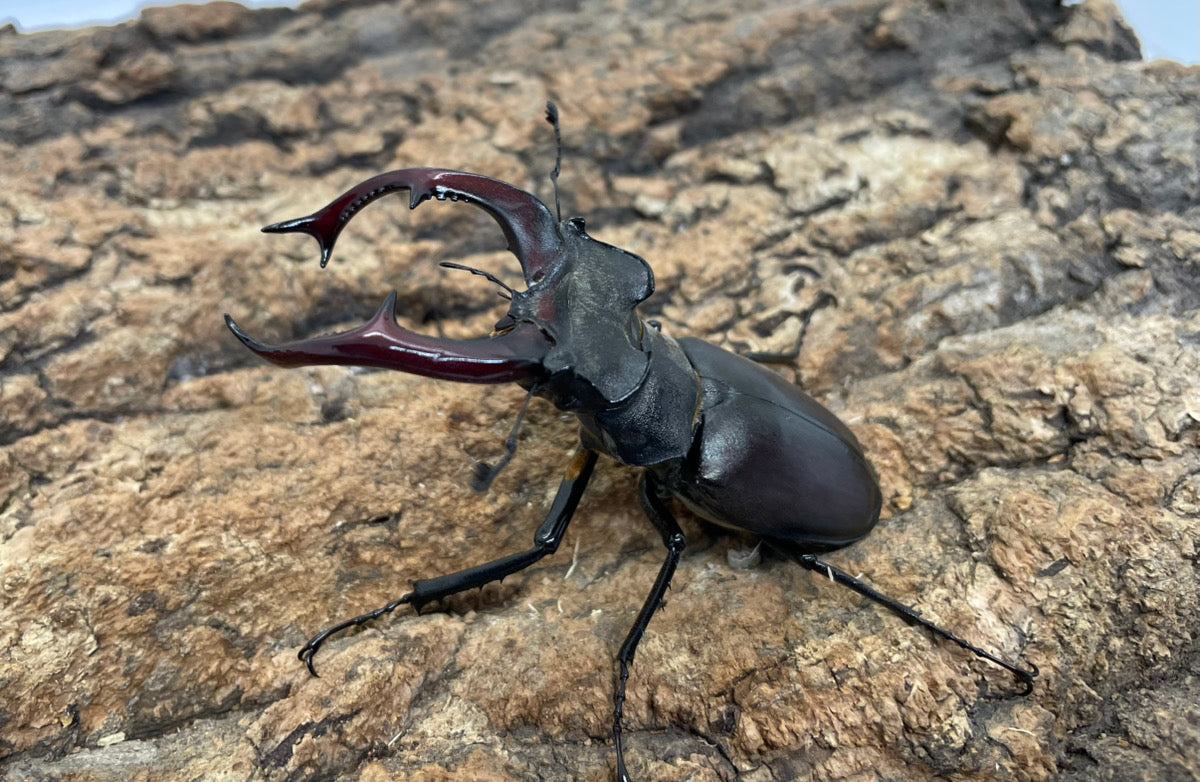 ヨーロッパミヤマクワガタ　85mm 野外品 外国産ミヤマクワガタ – INSECT SHOP KMY