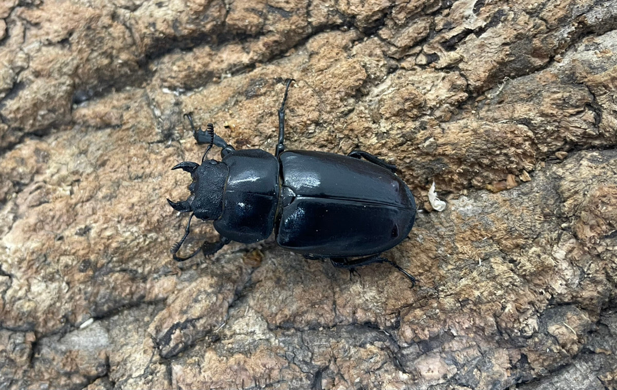 ヨーロッパミヤマクワガタ(ケルブス）