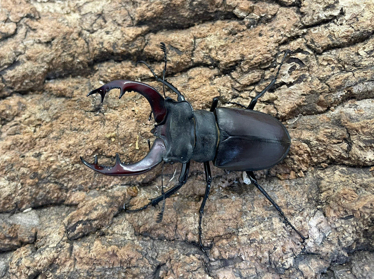 ヨーロッパミヤマクワガタ(ケルブス）