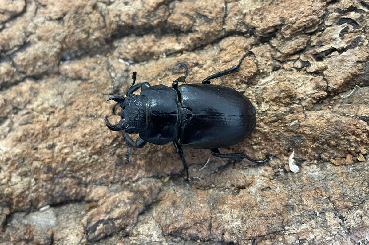 ヨーロッパミヤマクワガタ(ケルブス）