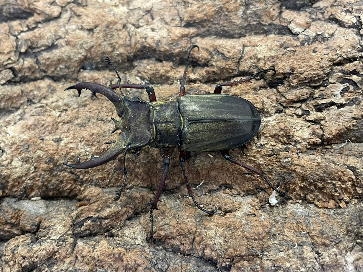 ルニフェルミヤマクワガタ – INSECT SHOP KMY