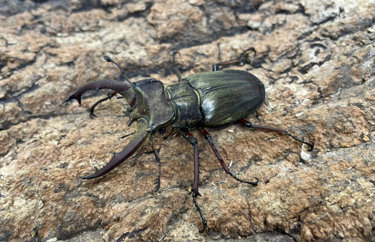 外国産ミヤマクワガタ – INSECT SHOP KMY