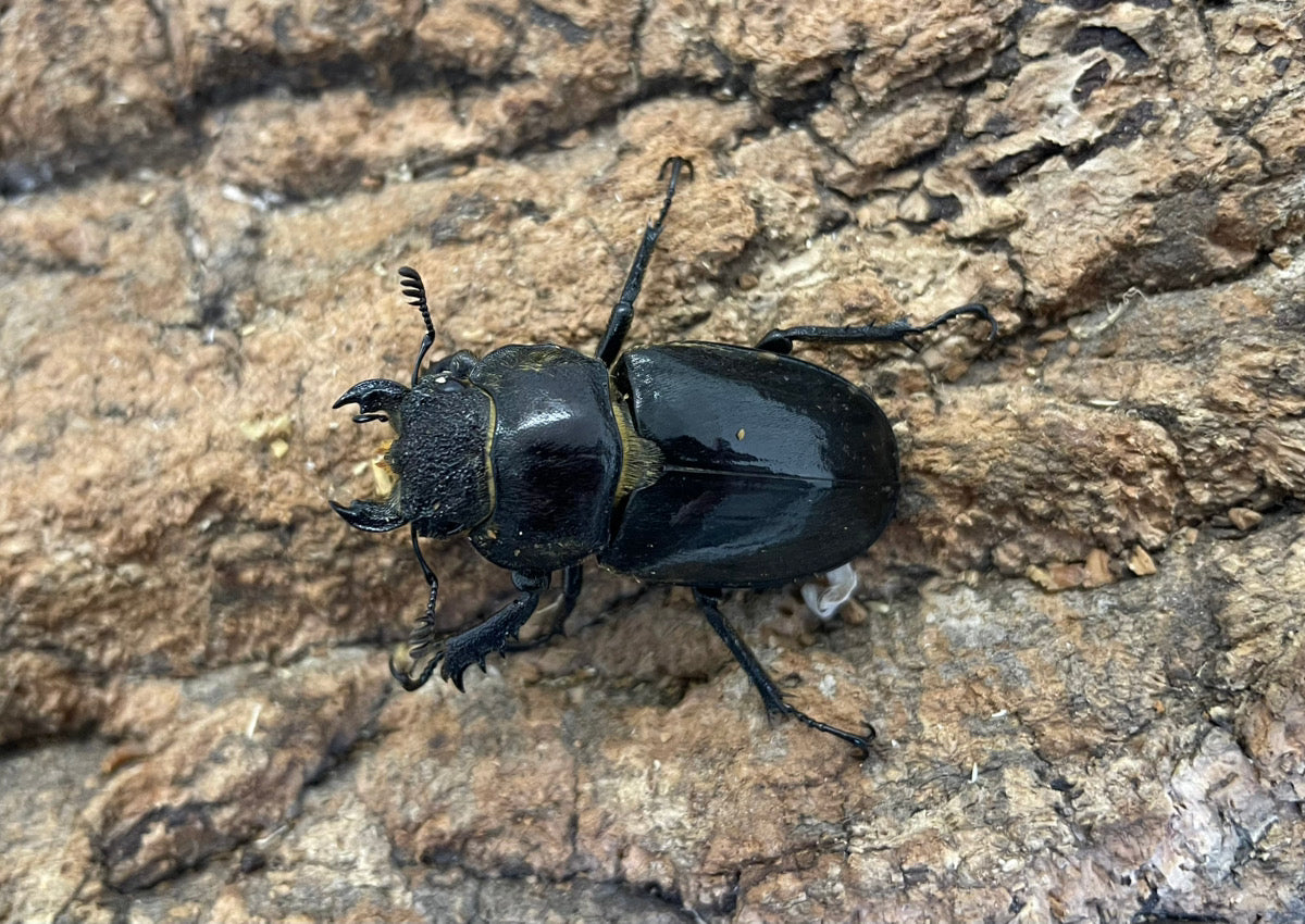 ルニフェルミヤマクワガタ　野外品71mm ルニフェルミヤマクワガタ – INSECT SHOP KMY