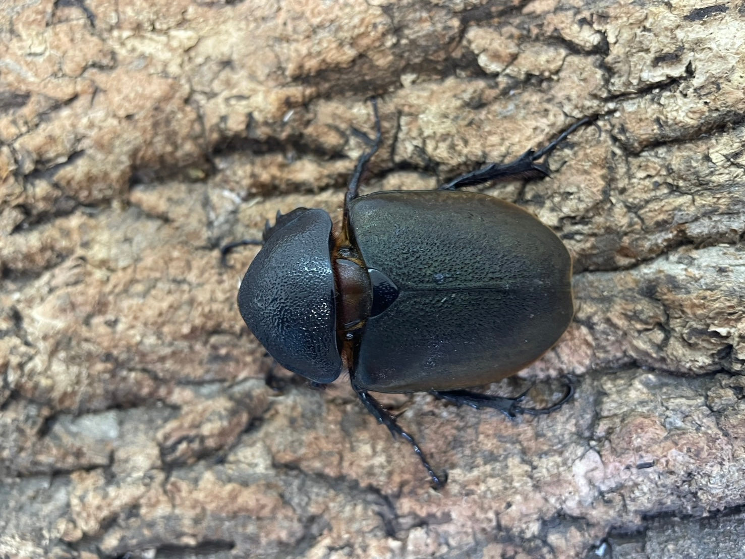 コーカサスオオカブト – INSECT SHOP KMY
