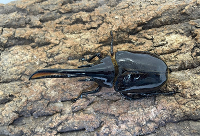 ネプチューンオオカブト