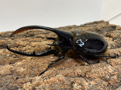 ネプチューンオオカブト