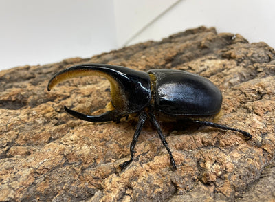 サタンオオカブト