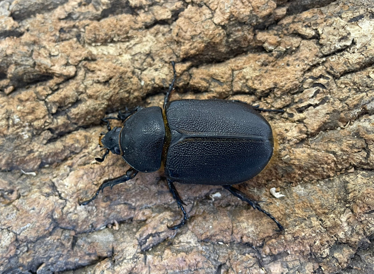 サタンオオカブト