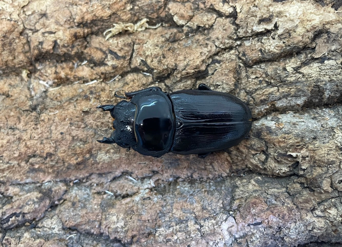 オオクワガタ(久留米) – INSECT SHOP KMY