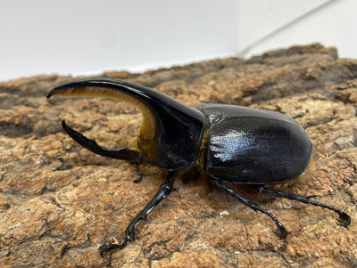 サタンオオカブト