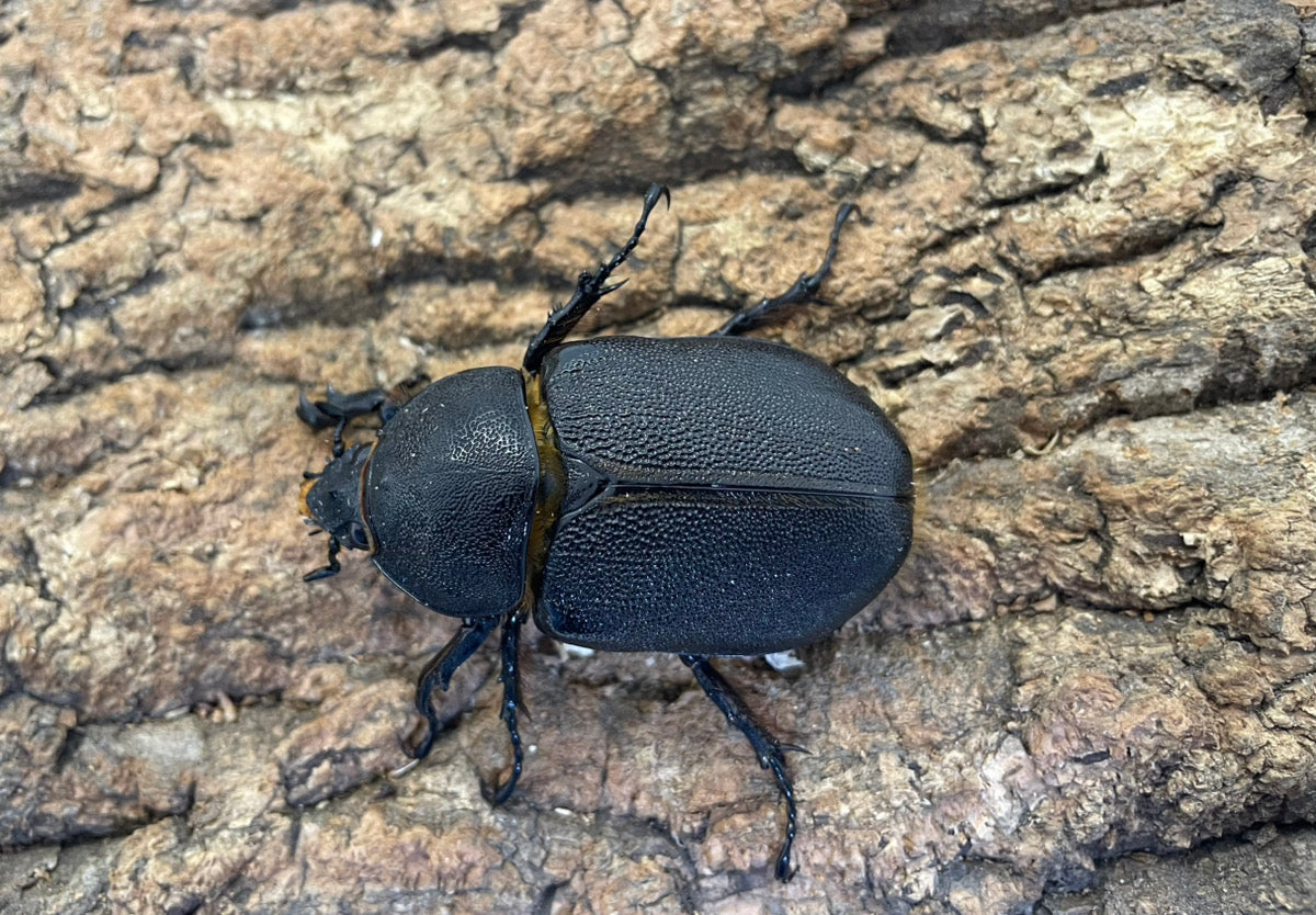 サタンオオカブト