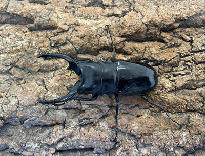 【WD】インターメディアツヤクワガタ