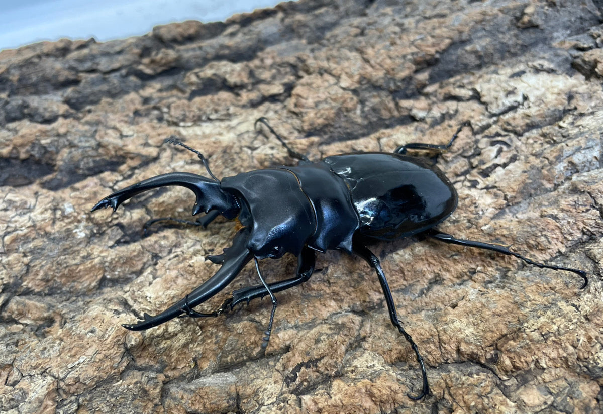 【WD】インターメディアツヤクワガタ