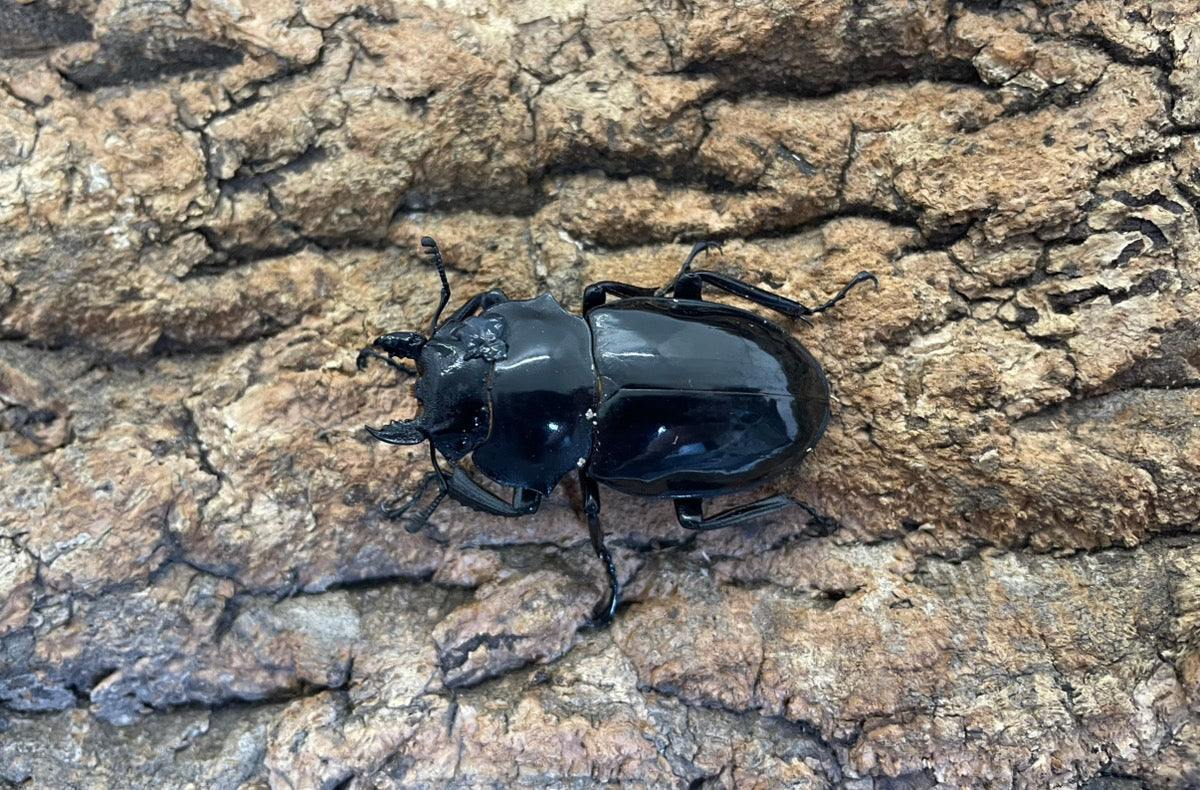 【WD】インターメディアツヤクワガタ