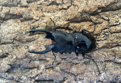 【WD】インターメディアツヤクワガタ