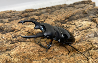 【WD】インターメディアツヤクワガタ