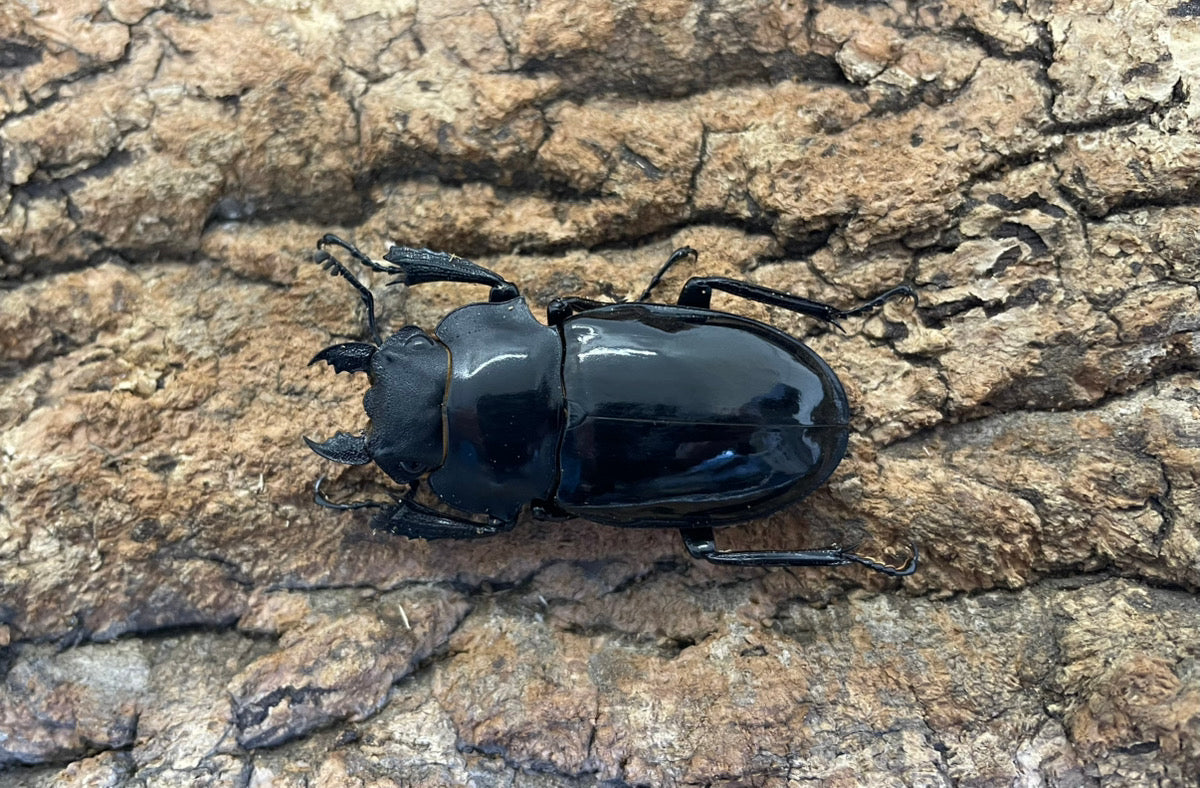 【WD】インターメディアツヤクワガタ