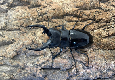 【WD】インターメディアツヤクワガタ