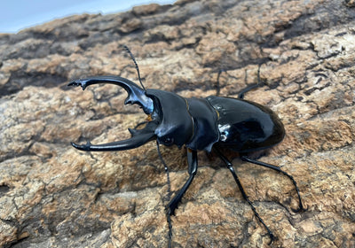 【WD】インターメディアツヤクワガタ