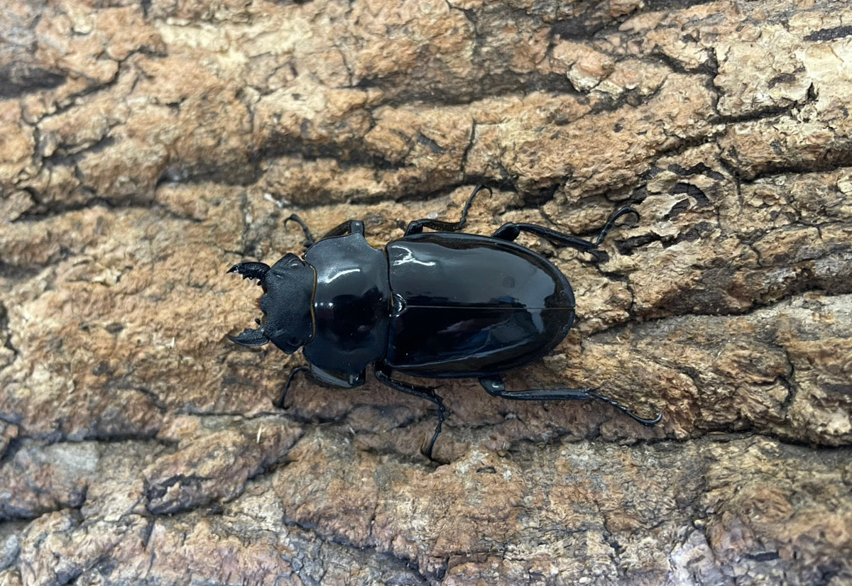 【WD】インターメディアツヤクワガタ