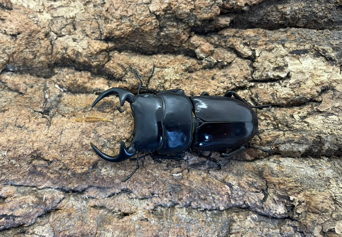 南ベトナムクルビデンス（SSP）