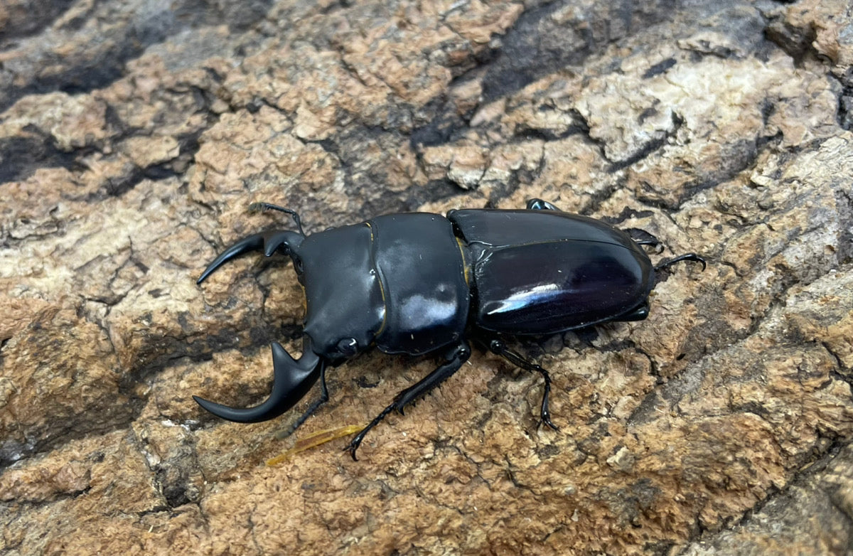 南ベトナムクルビデンス（SSP）