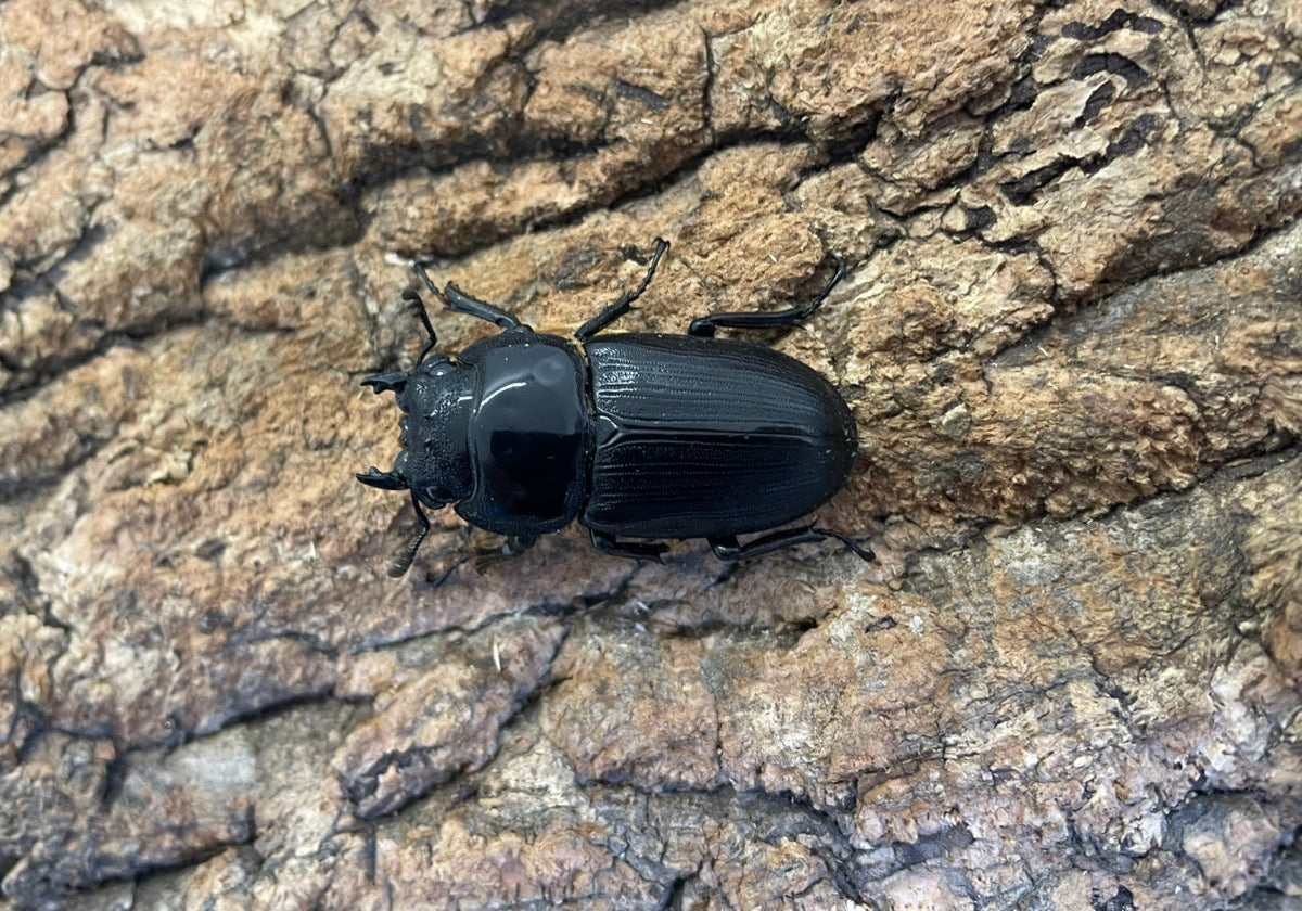 南ベトナムクルビデンス（SSP）