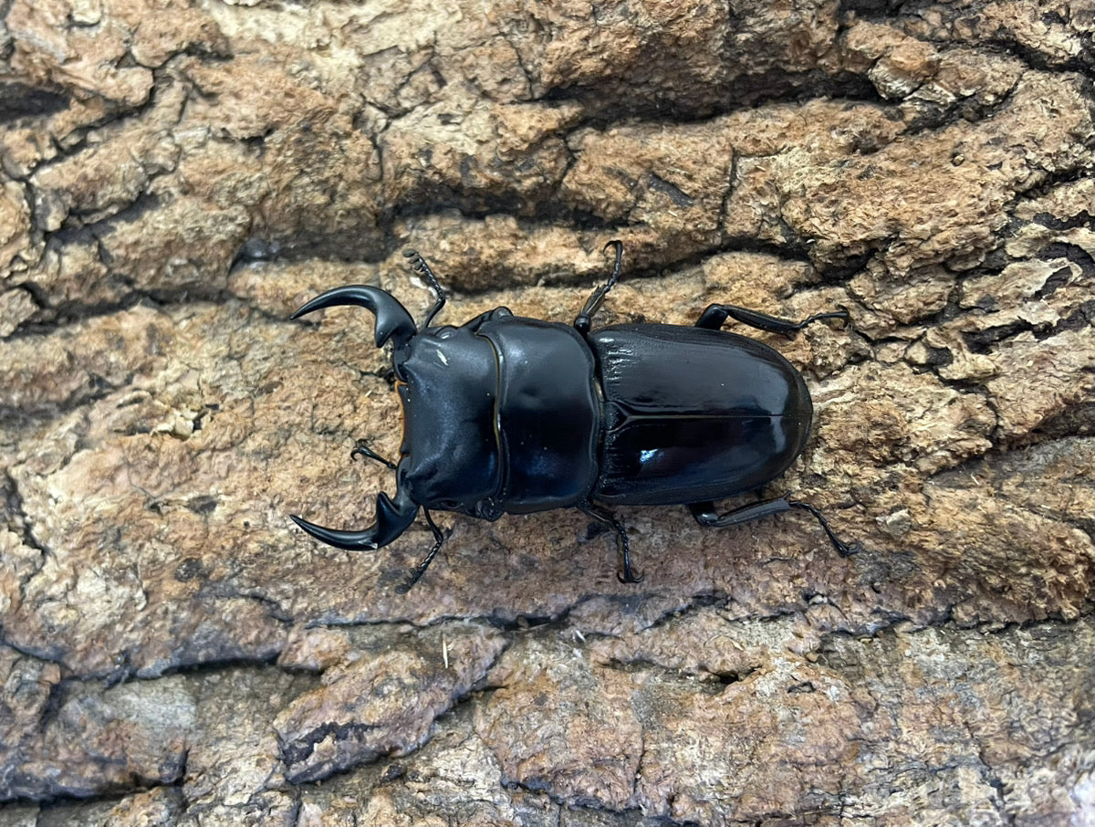 南ベトナムクルビデンス（SSP）