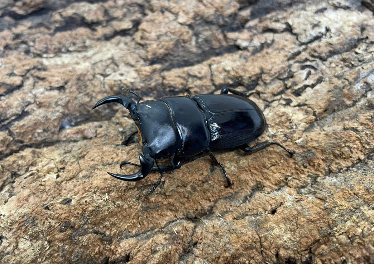 南ベトナムクルビデンス（SSP）