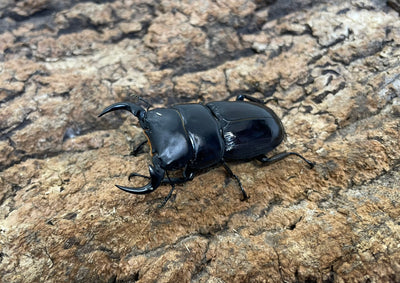 南ベトナムクルビデンス（SSP）