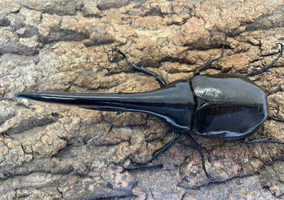 DH.ヘラクレスオオカブト