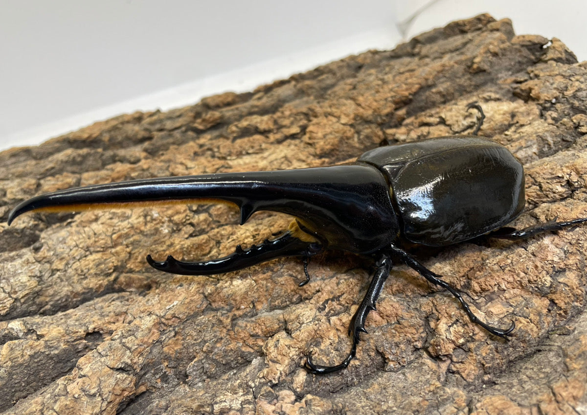 DH.ヘラクレスオオカブト