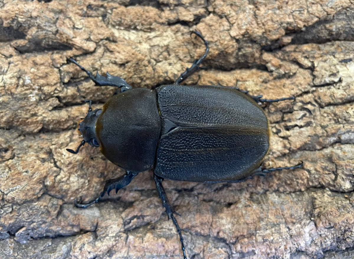 DH.ヘラクレスオオカブト