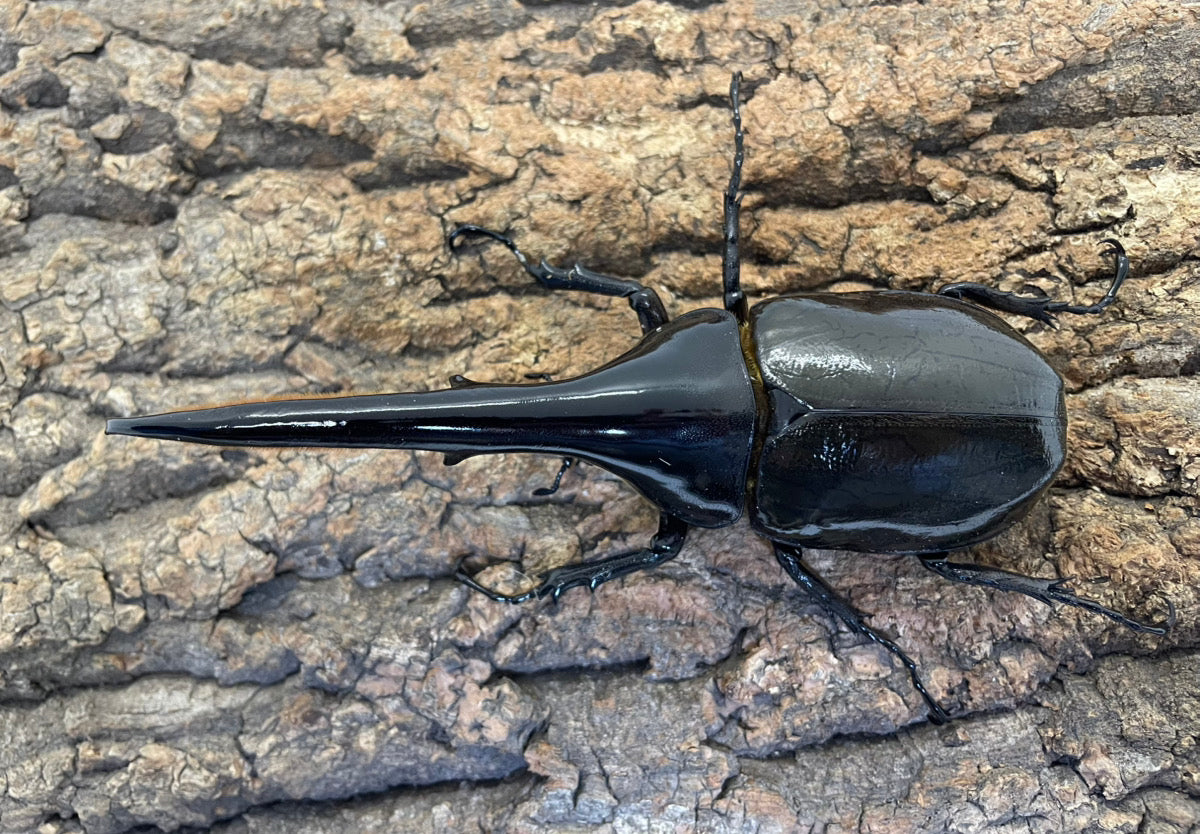 DH.ヘラクレスオオカブト