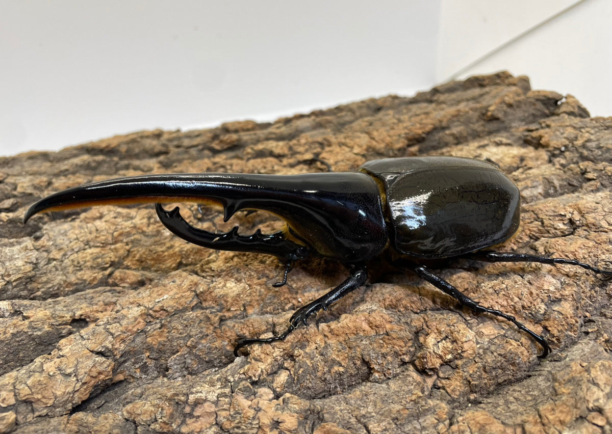 DH.ヘラクレスオオカブト