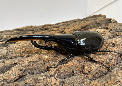 DH.ヘラクレスオオカブト