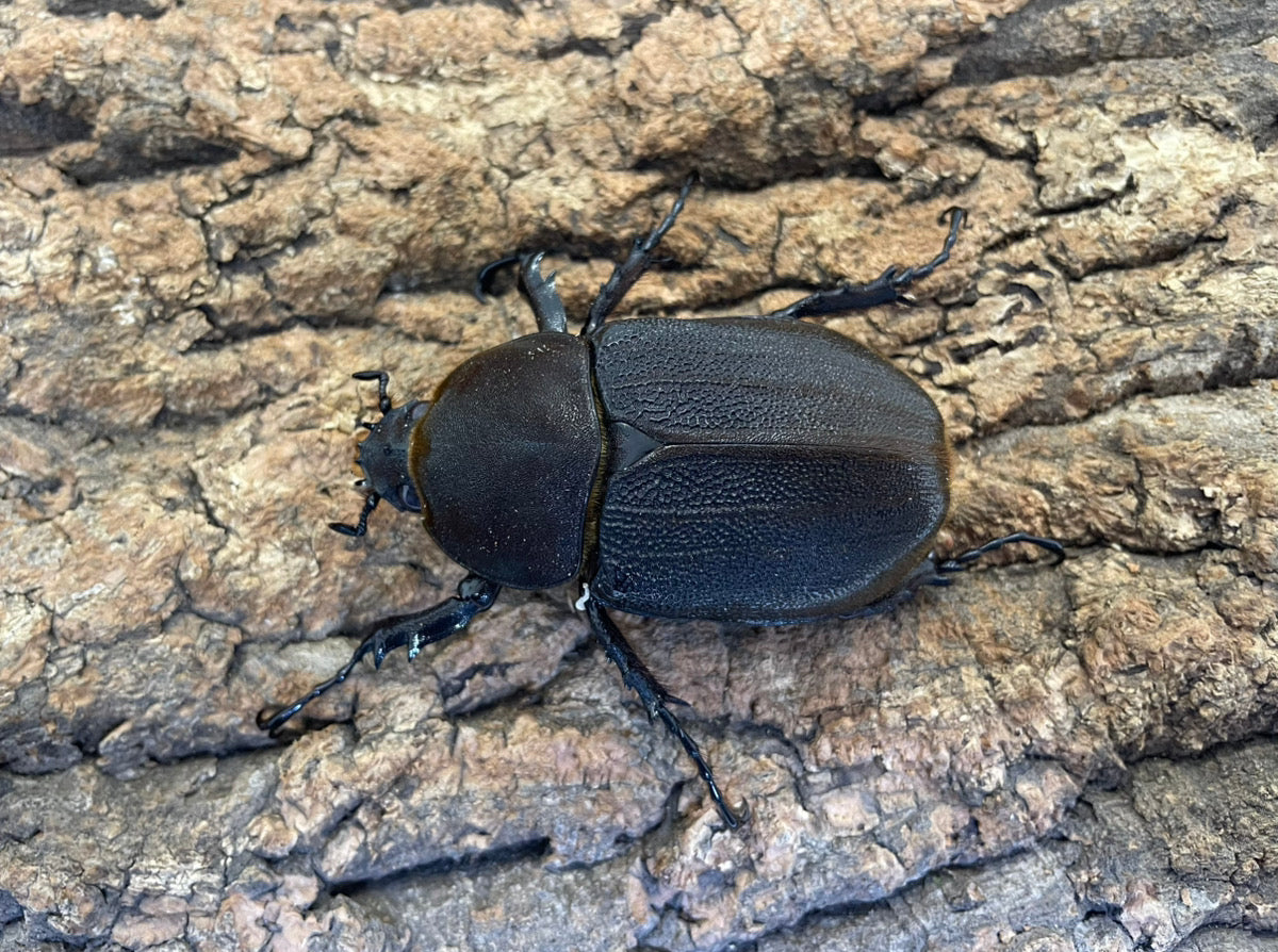 DH.ヘラクレスオオカブト