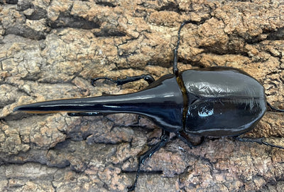 DH.ヘラクレスオオカブト