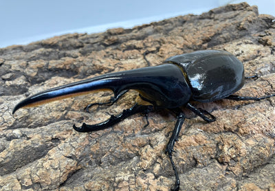 DH.ヘラクレスオオカブト